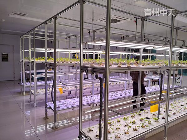 植物工廠