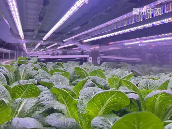 植物工廠