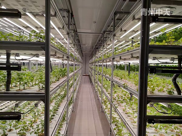植物工廠