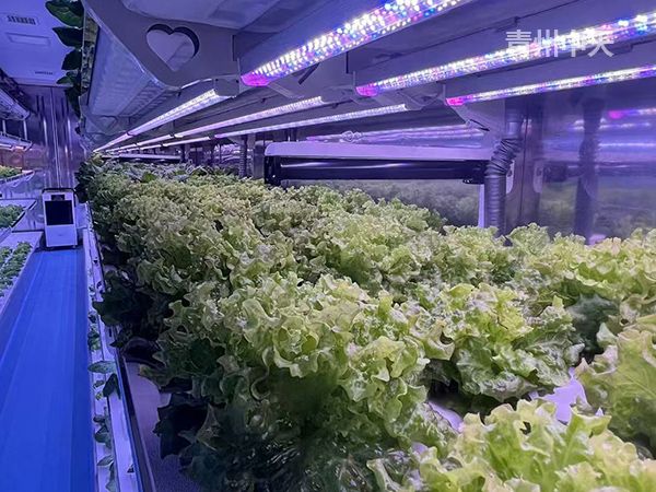 植物工廠